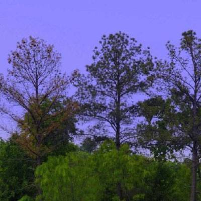 一码一肖100准资料应用手机app下载